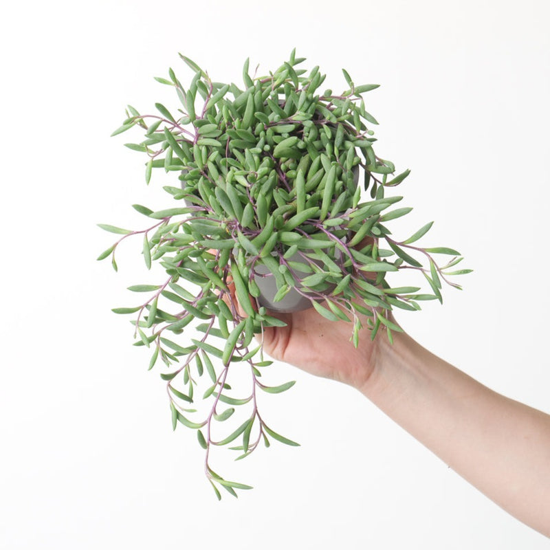 Senecio herreianus 'Purple Flush' Plants GrowTropicals