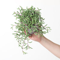 Senecio herreianus 'Purple Flush'