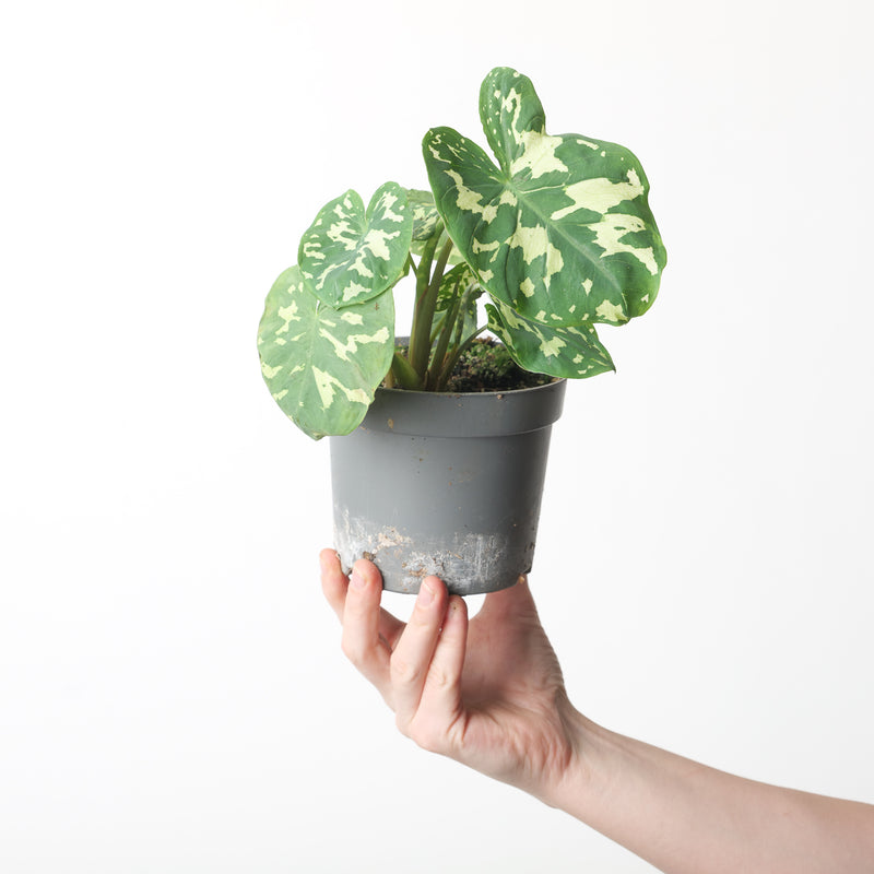 Caladium praetermissum 'Hilo Beauty' Plants GrowTropicals