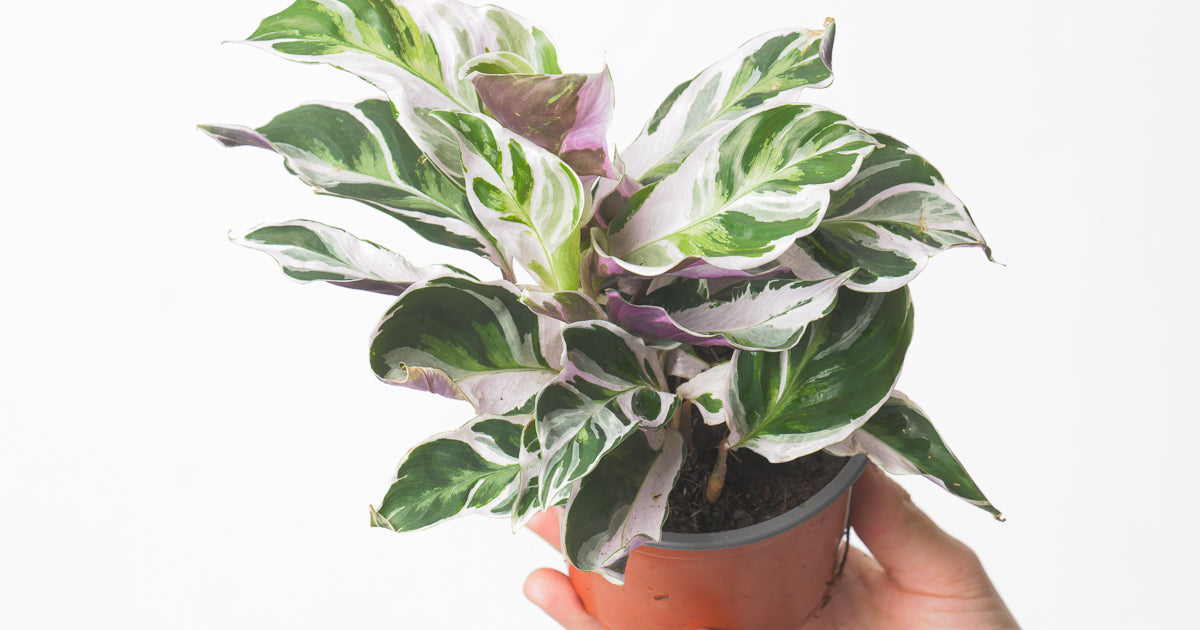Calathea White Fusion | Plants