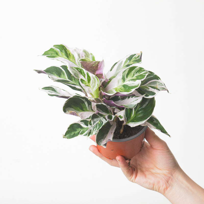 Imperfect Calathea White Fusion Plants GrowTropicals