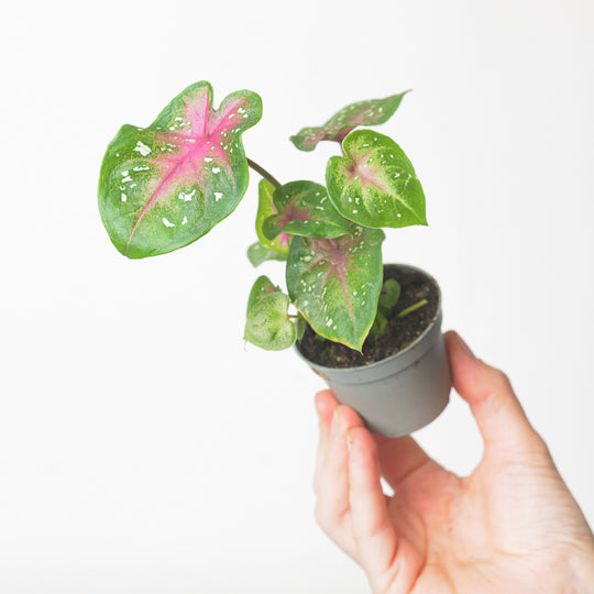 Caladium 'Casey' Plants GrowTropicals