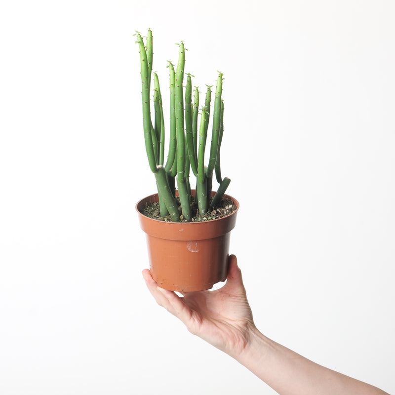 Euphorbia cedorum Plants GrowTropicals