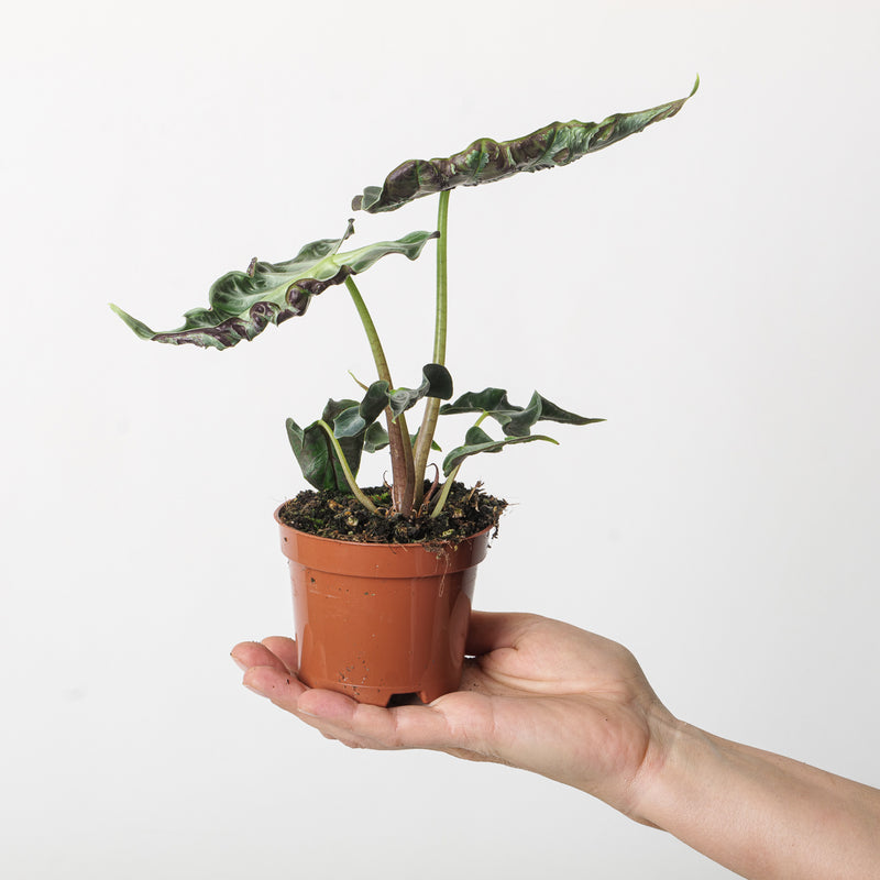 Alocasia 'Loco' Plants GrowTropicals
