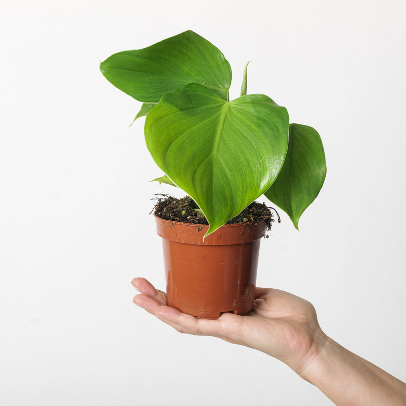 Philodendron microstictum Plants GrowTropicals