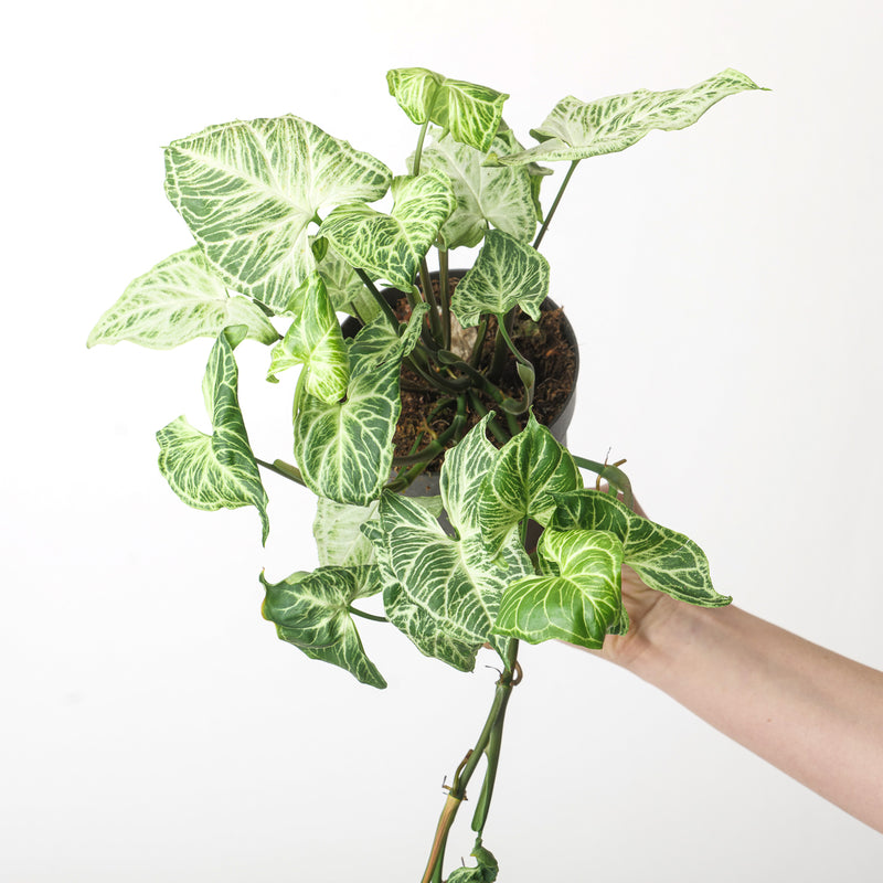 Syngonium podophyllum 'Batik' 12cm Plants GrowTropicals