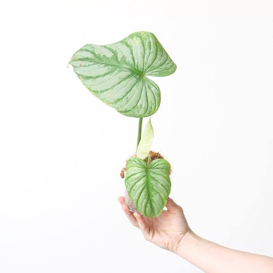 Philodendron pastazanum 'silver' 9cm Plants GrowTropicals
