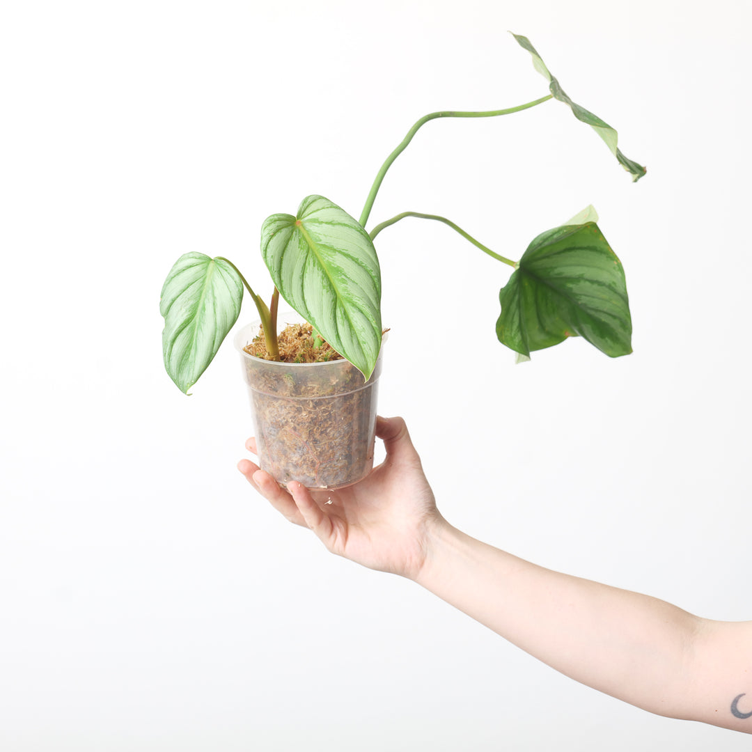 philodendron pastazanum white Philodendron pastazanum 'silver'