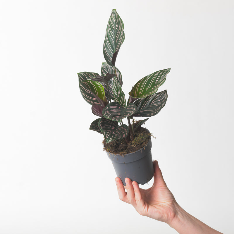 Calathea Ornata — 11cm