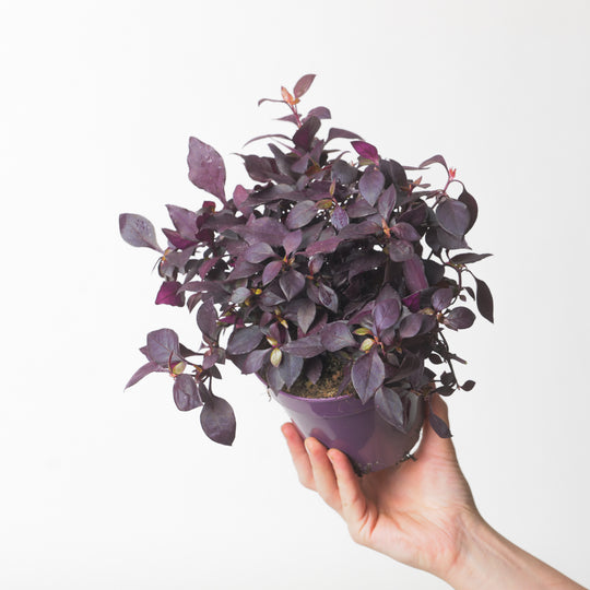 Alternanthera 'Dentata' Plants GrowTropicals