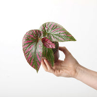 Begonia brevimosa