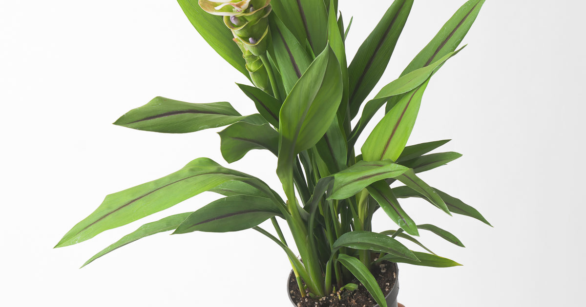 curcuma plant indoor Curcuma 'White Beauty' | Plants