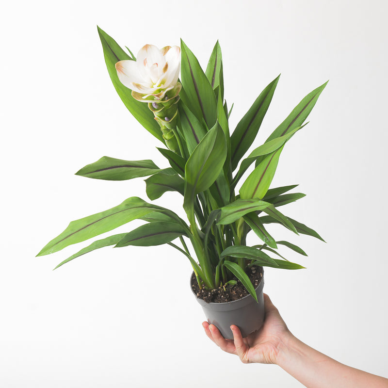Curcuma 'White Beauty' 12cm Plants GrowTropicals