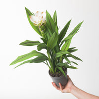 Curcuma 'White Beauty'