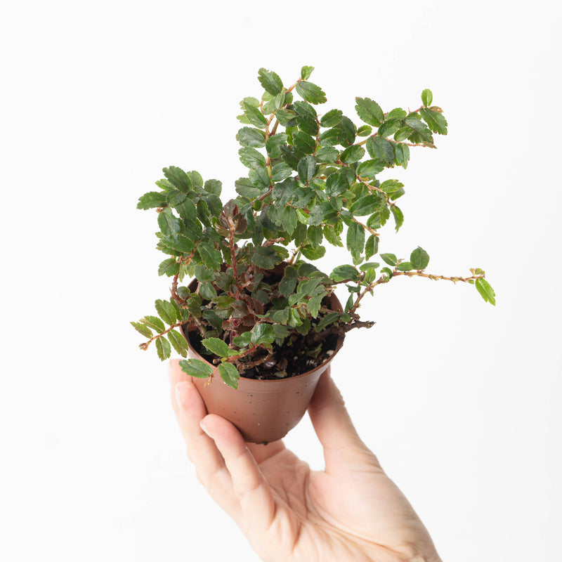Begonia foliosa var. miniata — 8cm