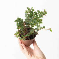 Begonia foliosa var. miniata