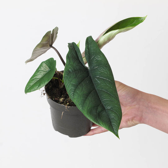 Alocasia scalprum 12cm Plants GrowTropicals