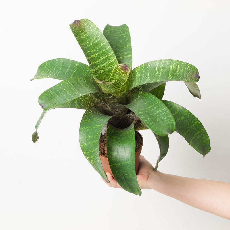 Vriesea sp. 9 Plants GrowTropicals