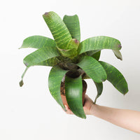 Vriesea sp. 9