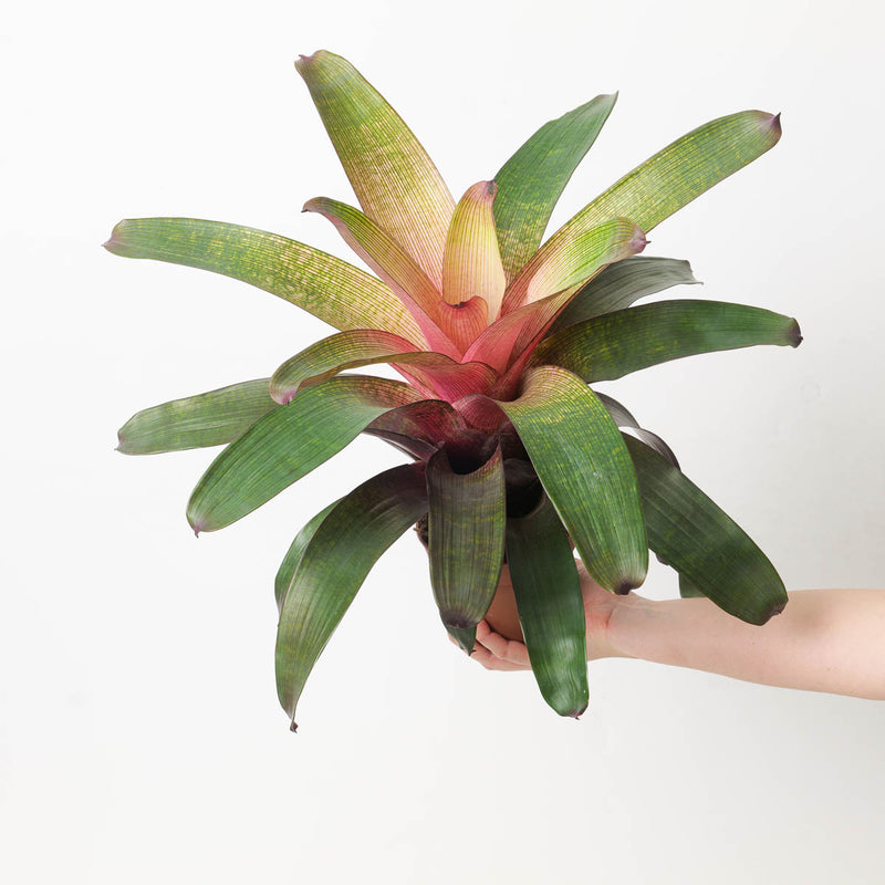 Vriesea sp. 10 Plants GrowTropicals