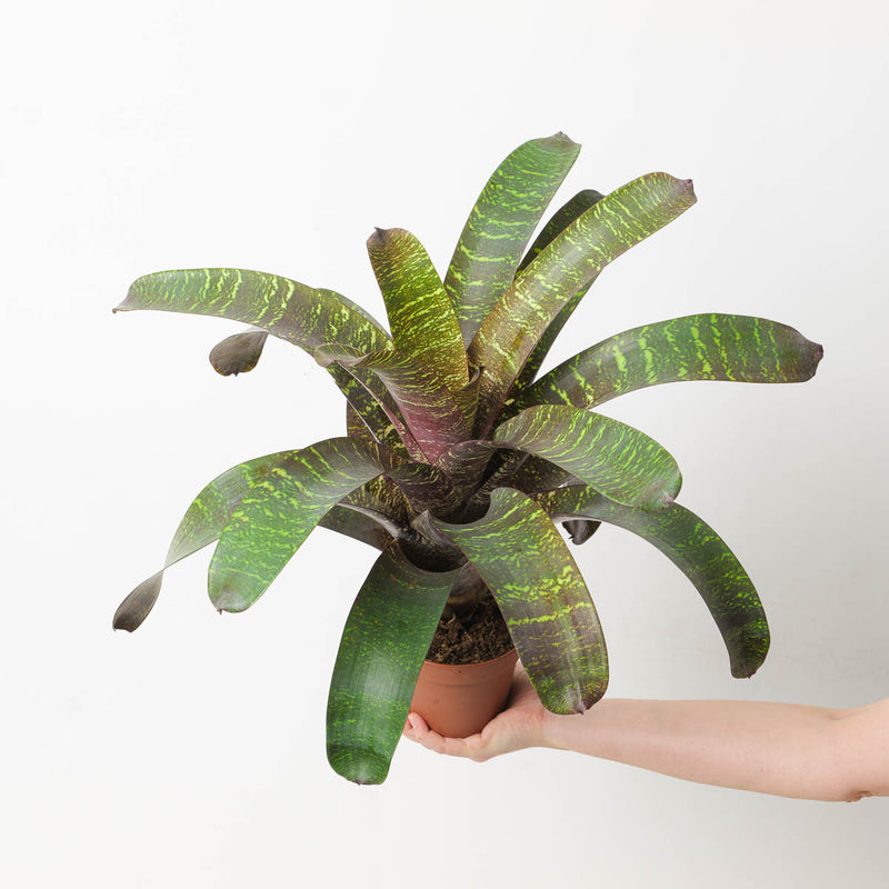 Vriesea sp. 11 Plants GrowTropicals