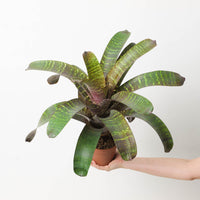 Vriesea sp. 11
