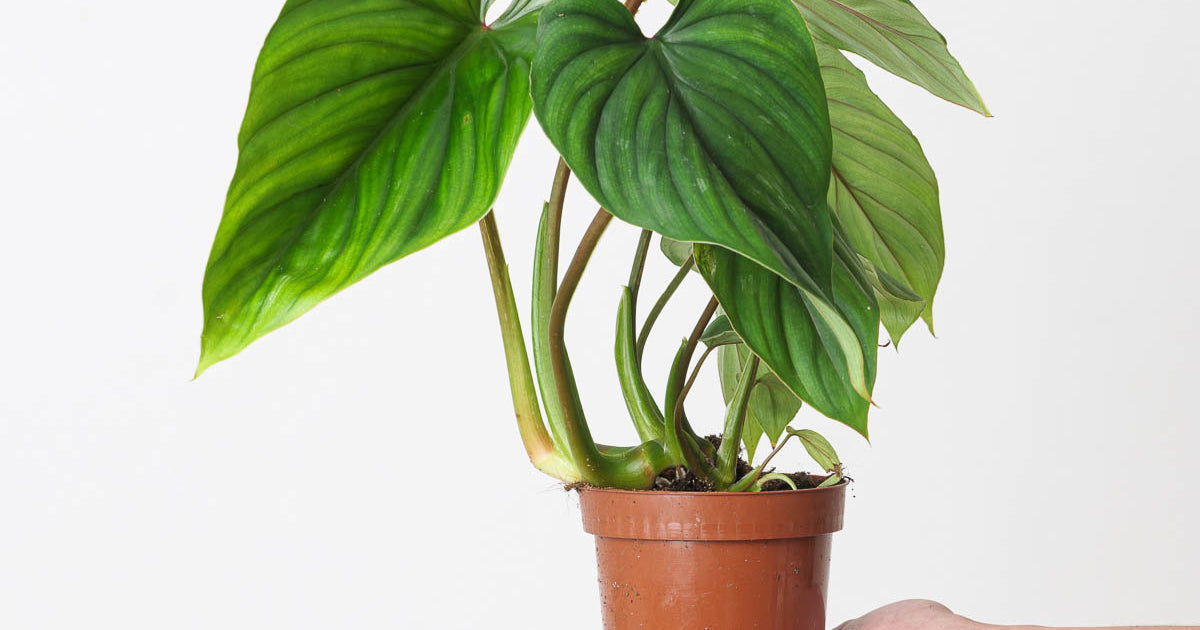 philodendron lanai Philodendron Plowmanii | Plants