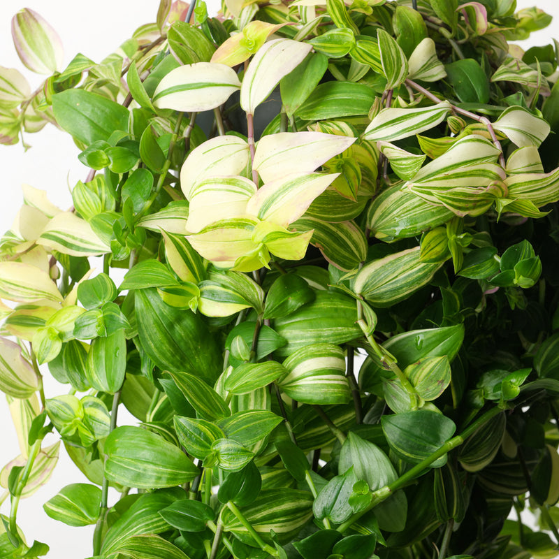 Tradescantia 'Yellow Hill' Plants GrowTropicals