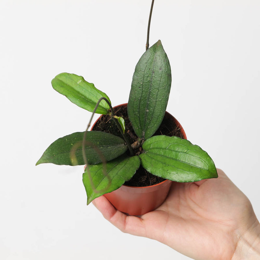 Hoya erythrina - GROW TROPICALS