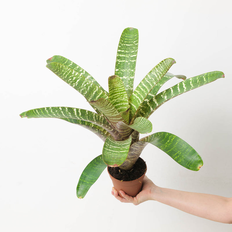 Vriesea sp. 12 Plants GrowTropicals