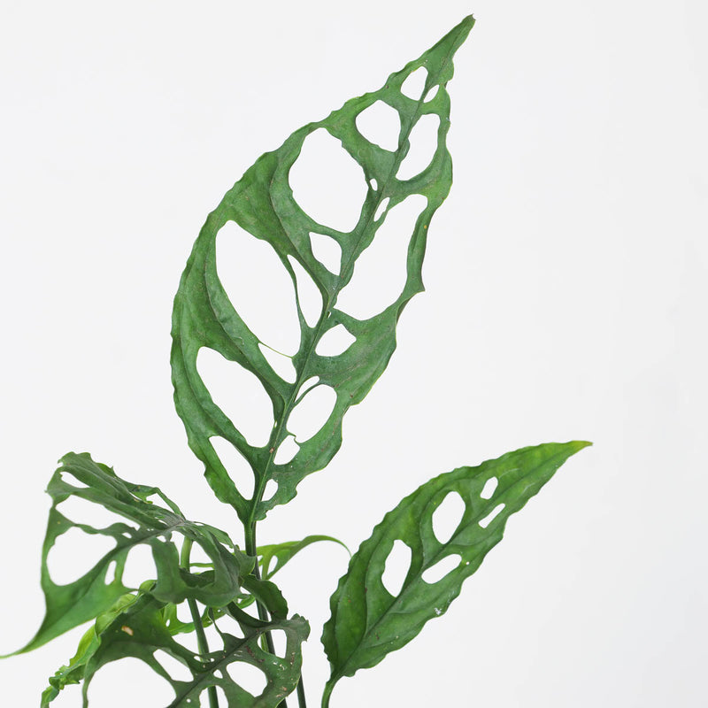 Monstera obliqua 'Peru Form' Plants GrowTropicals