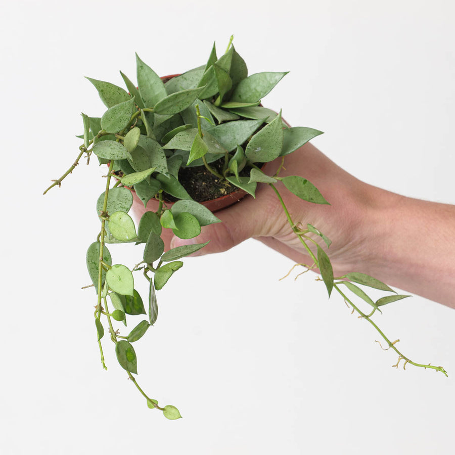 Hoya lacunosa 'Mint' - GROW TROPICALS