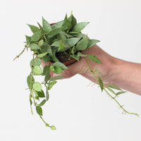 Hoya lacunosa 'Mint'