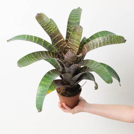 Vriesea sp. 13 Plants GrowTropicals