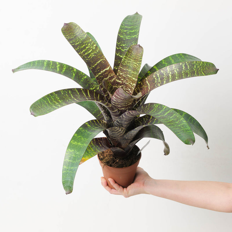 Vriesea sp. 13 Plants GrowTropicals