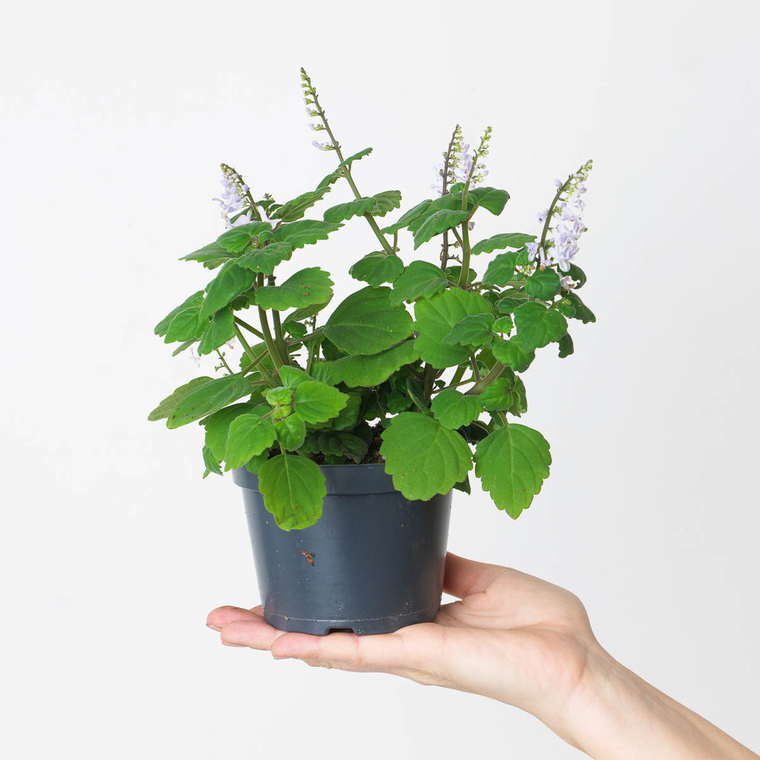 Plectranthus ernestii 'Mint' - GROW TROPICALS