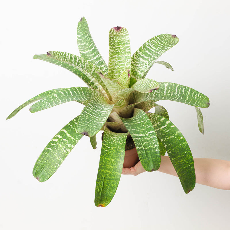 Vriesea sp. 14 Plants GrowTropicals