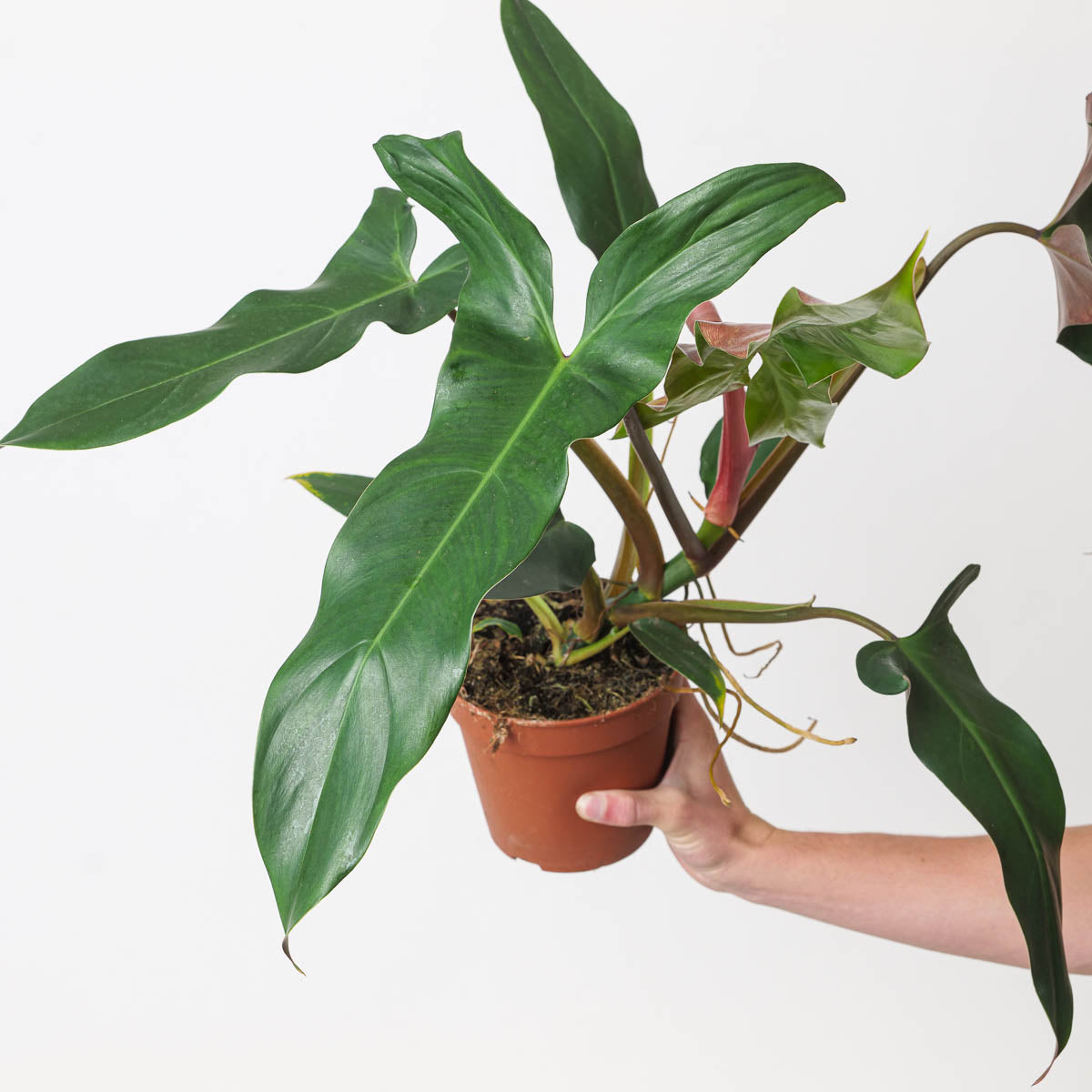 philodendron from mexico Philodendron mexicanum