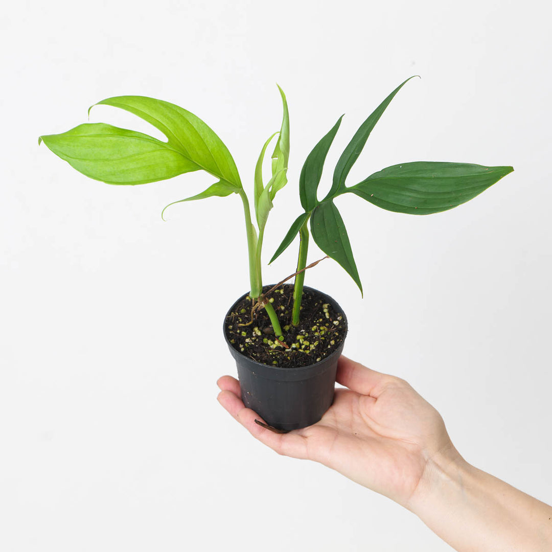 philodendron subpinnata Monstera subpinnata