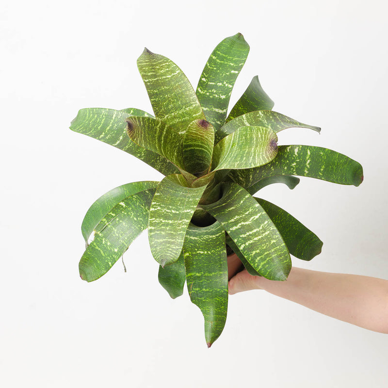Vriesea sp. 15 Plants GrowTropicals