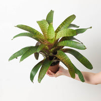 Vriesea sp. 16