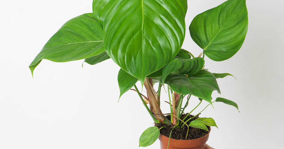 Philodendron grandipes | Plants | GrowTropicals.com