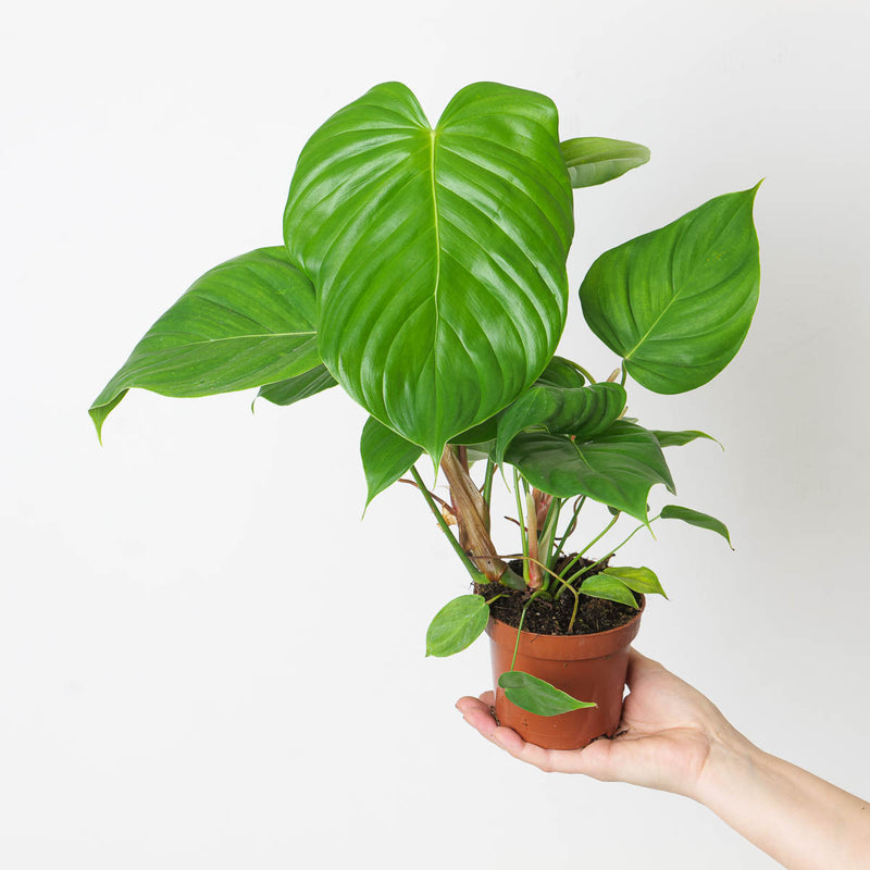 Philodendron grandipes 10.5cm Plants GrowTropicals