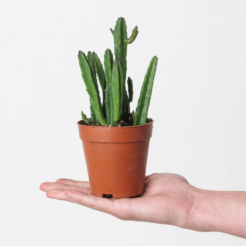 Stapelia leendertziae (Stapeliad) 9cm Plants GrowTropicals