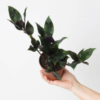 Tradescantia Spathacea 'Roxxo'