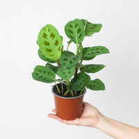 Maranta leuconeura var. kerchoveana