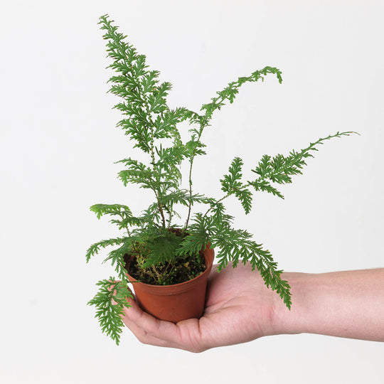 Selaginella moellendorffii Plants GrowTropicals
