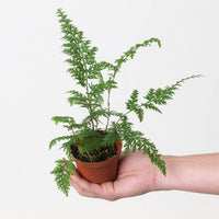 Selaginella moellendorffii