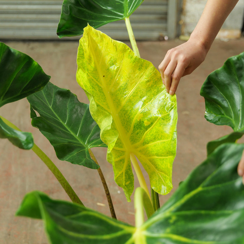 Alocasia New Guinea Gold XL Plants GrowTropicals