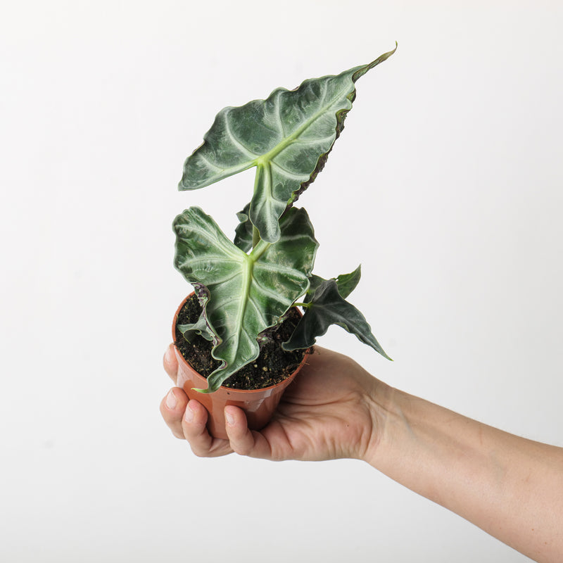 Alocasia 'Loco' Plants GrowTropicals